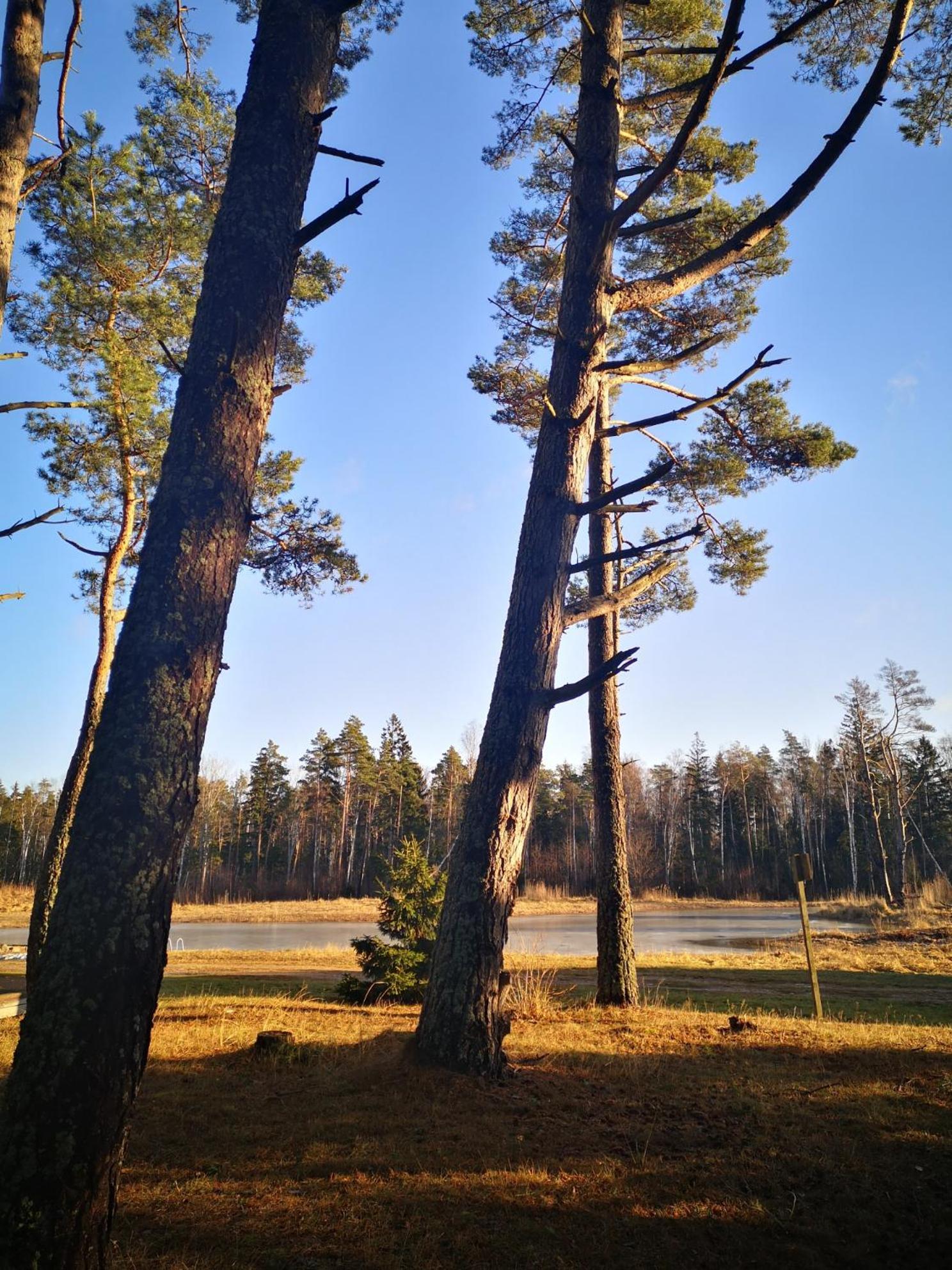 Вілла Metsaraeaegu Wellness Ulendi Екстер'єр фото